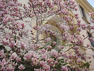 Magnolia Ã— soulangeana in bloom