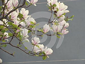 Magnolia Ã— soulangeana in bloom