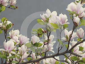 Magnolia Ã— soulangeana in bloom