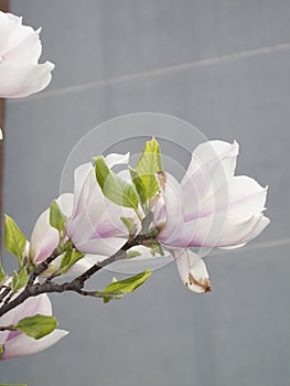 Magnolia Ã— soulangeana in bloom