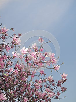 Magnolia Ã— soulangeana in bloom