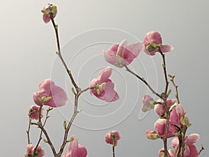 Magnolia Ã— soulangeana in bloom