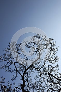 Magnolia Ã— soulangeana tree silhouette