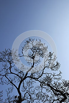 Magnolia Ã— soulangeana tree silhouette