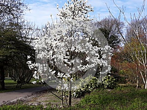 Magnolia Ã— soulangeana tree with white flowers.