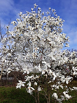 Magnolia Ã— soulangeana tree with white flowers.