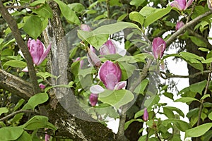 Magnolia Ãƒâ€” soulangeana in bloom