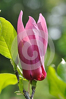 Magnoliaceae flower
