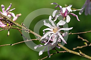 Magnoliaceae, stellata magnolia rosea, branches of the plant with large flowers