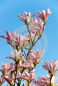 Magnolias in evening light, magnolia sunrise  photo