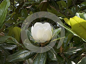 Magnolias in the garden at Mount Vernon George Washingtons Home on the Banks of the Potomac USA