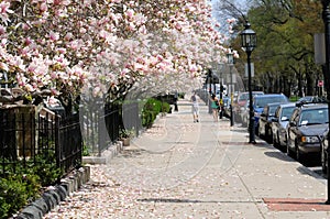 Magnolias on the sidewalk photo