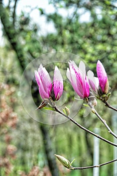 Magnolias,  splendor and elegance in springtime photo