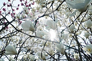 Magnolias and Sunshine