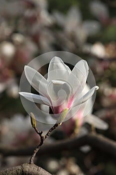 Magnoliaï¼ˆMagnolia denudataï¼‰