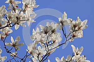 Magnoliaï¼ˆMagnolia denudataï¼‰