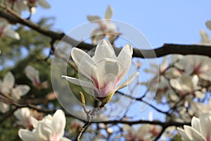 Magnoliaï¼ˆMagnolia denudataï¼‰