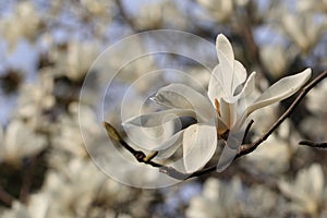 Magnoliaï¼ˆMagnolia denudataï¼‰