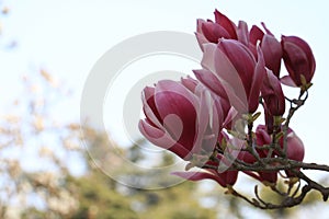 Magnoliaï¼ˆMagnolia denudataï¼‰