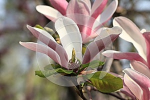 Magnoliaï¼ˆMagnolia denudataï¼‰