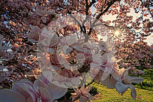 Magnolien photo