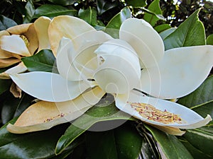 Magnolio flower photo