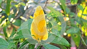 Magnoliophyta, Angiospermae, alamanda yellow elder, bunga terompet kuning, trumpet-shaped ornamental flower,