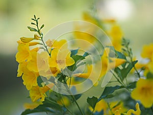 Magnoliophyta, Angiospermae Gold Yellow trumpet flower, ellow elder, Trumpetbush, Tecoma stans blurred of background beautiful in