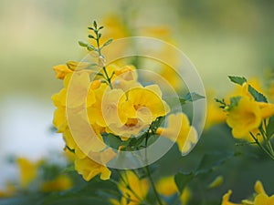 Magnoliophyta, Angiospermae Gold Yellow trumpet flower, ellow elder, Trumpetbush, Tecoma stans blurred of background beautiful in