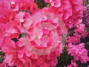 Magnoliophyta with beautiful pink colors