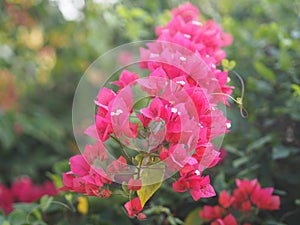 Magnoliophyta Scientific name Bougainvillea Paper flower red flower on blurred of nature background