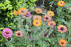 Magnoliopsida flowers in the garden plot photo