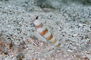 Magnus prawn goby