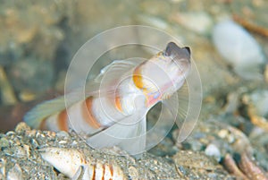 Magnus' shrimp goby photo