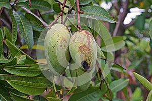 Mago fruits damage from pest, rotten