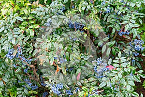 Magonia fruit on the bush.