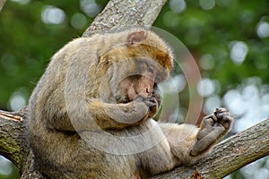 Magot macaque monkey sitting on a tree.