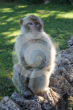 Magot monkey