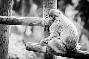 Magot monkey or Barbary macaque sleeping on a wooden structure