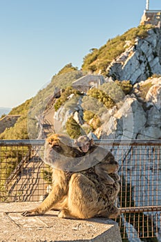 Magot monkey bearing baby, Gibraltar