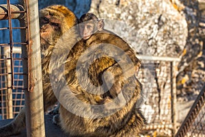 Magot monkey bearing baby, Gibraltar