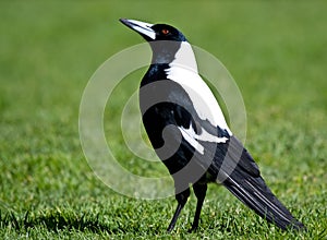 Magpie