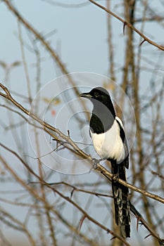 Magpie