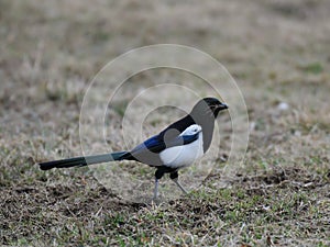 Magpie
