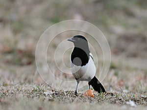 Magpie