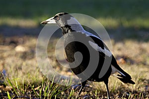 Magpie