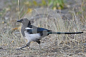 Magpie