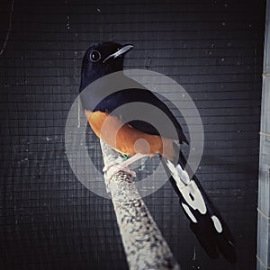 magpie in the cage(murai)