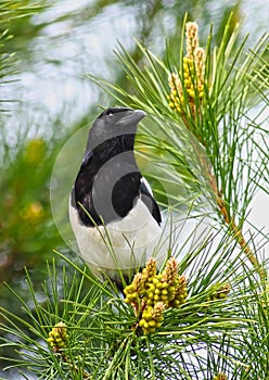 Magpie bird