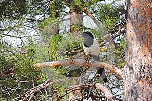 A magpie bird black and white plumage perched on a pine branch